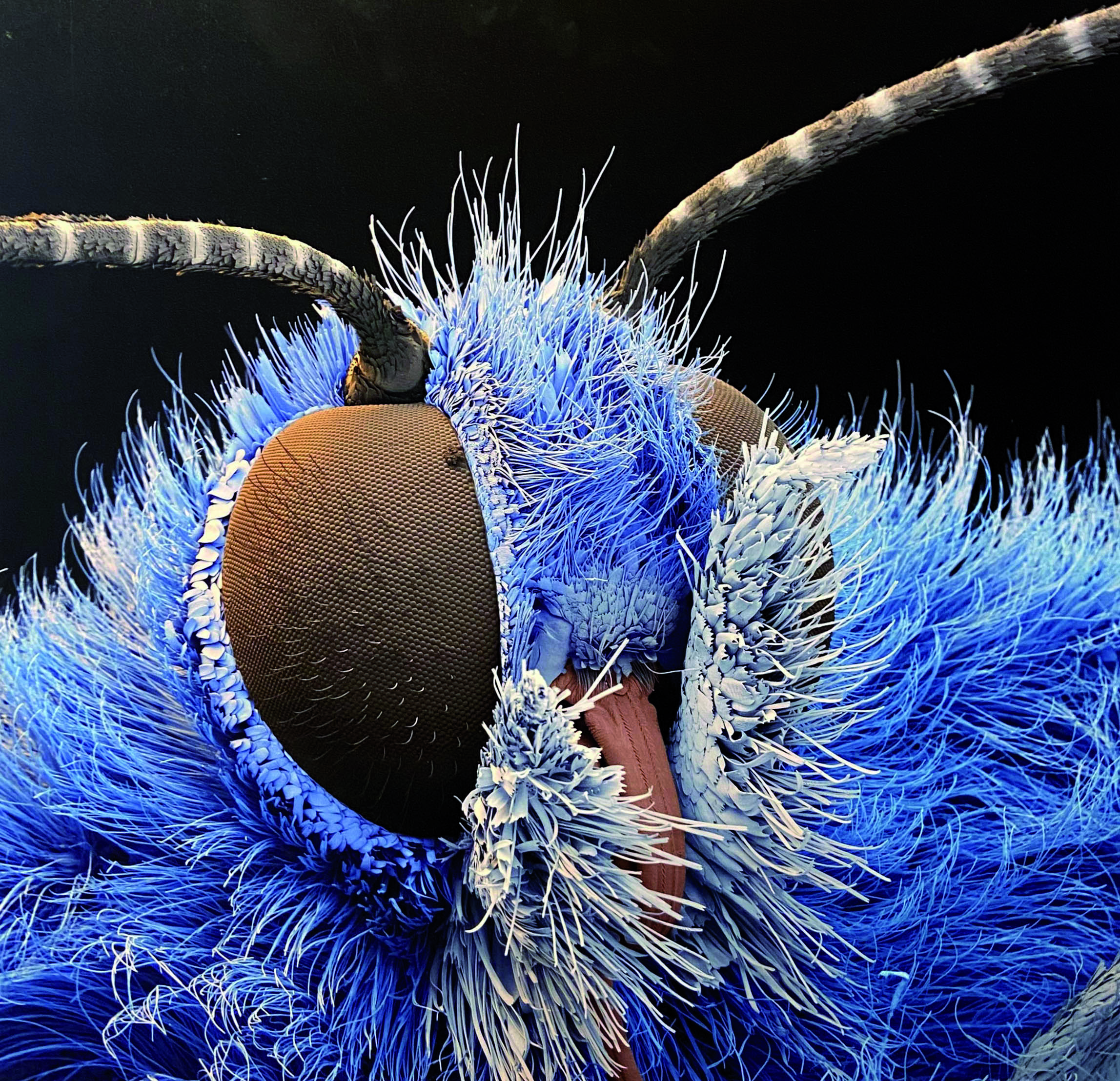 Wundersame Verwandlung im Reich der Insekten