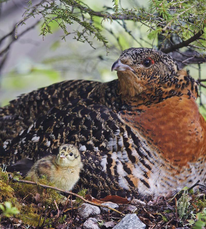 Musik, Kunst und Theater: Abschlussevent „Allianz für das Auerhuhn“ des Auerhuhn im Schwarzwald e.V. auf dem Kartoffelmarkt