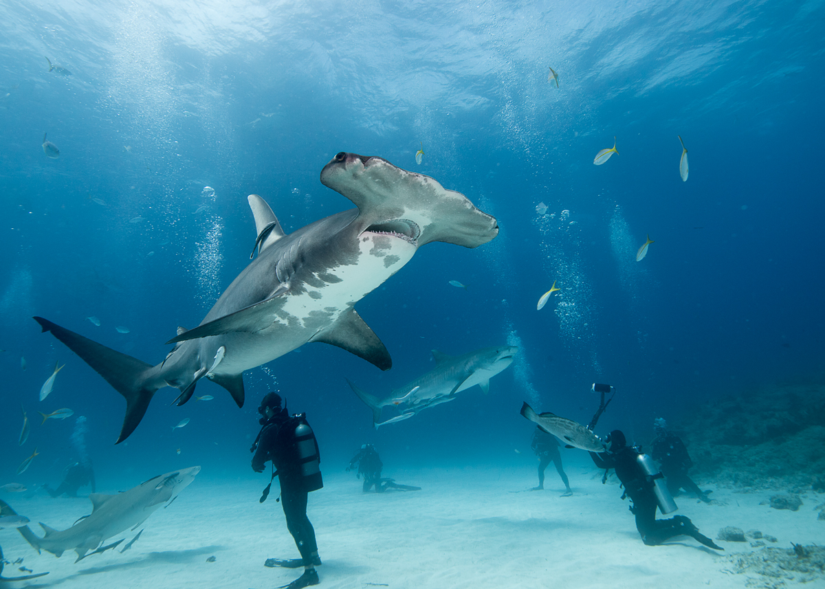 Unterwasserfestival in der Photobastei