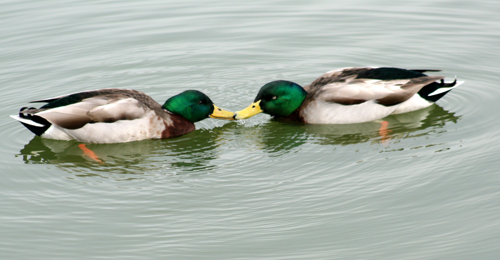 In Berührung bleiben: Zwei Bücher im Berliner Neofelis-Verlag widmen sich dem schwierigen Verhältnis des Menschen zur Natur und zu sich selbst