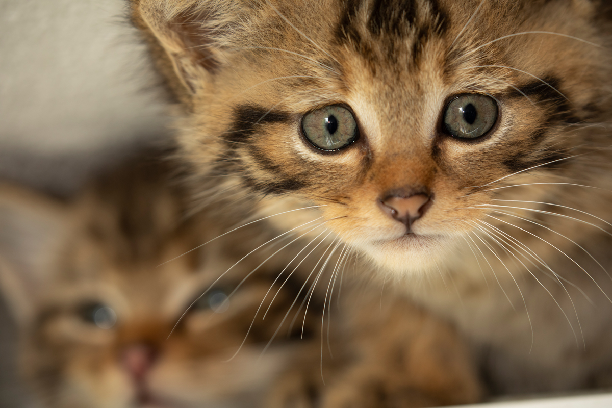 Wildkatzen in Baden-Württemberg: Der erste Jungtierfund in Freiburg