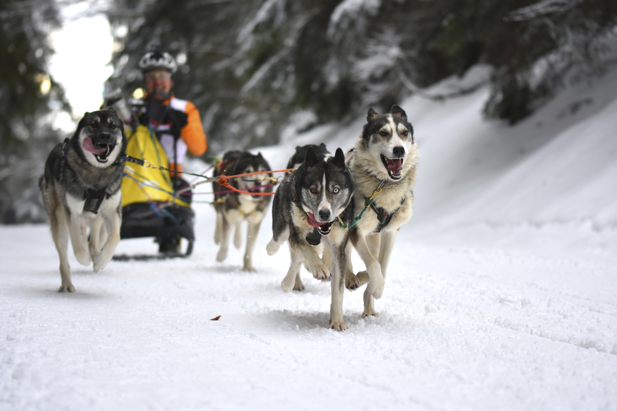 Ein Hauch Alaska: 1. Waldhaus-Cup & Nationales Schlittenhunderennen in Todtmoos (30./31. Januar, Livestream)