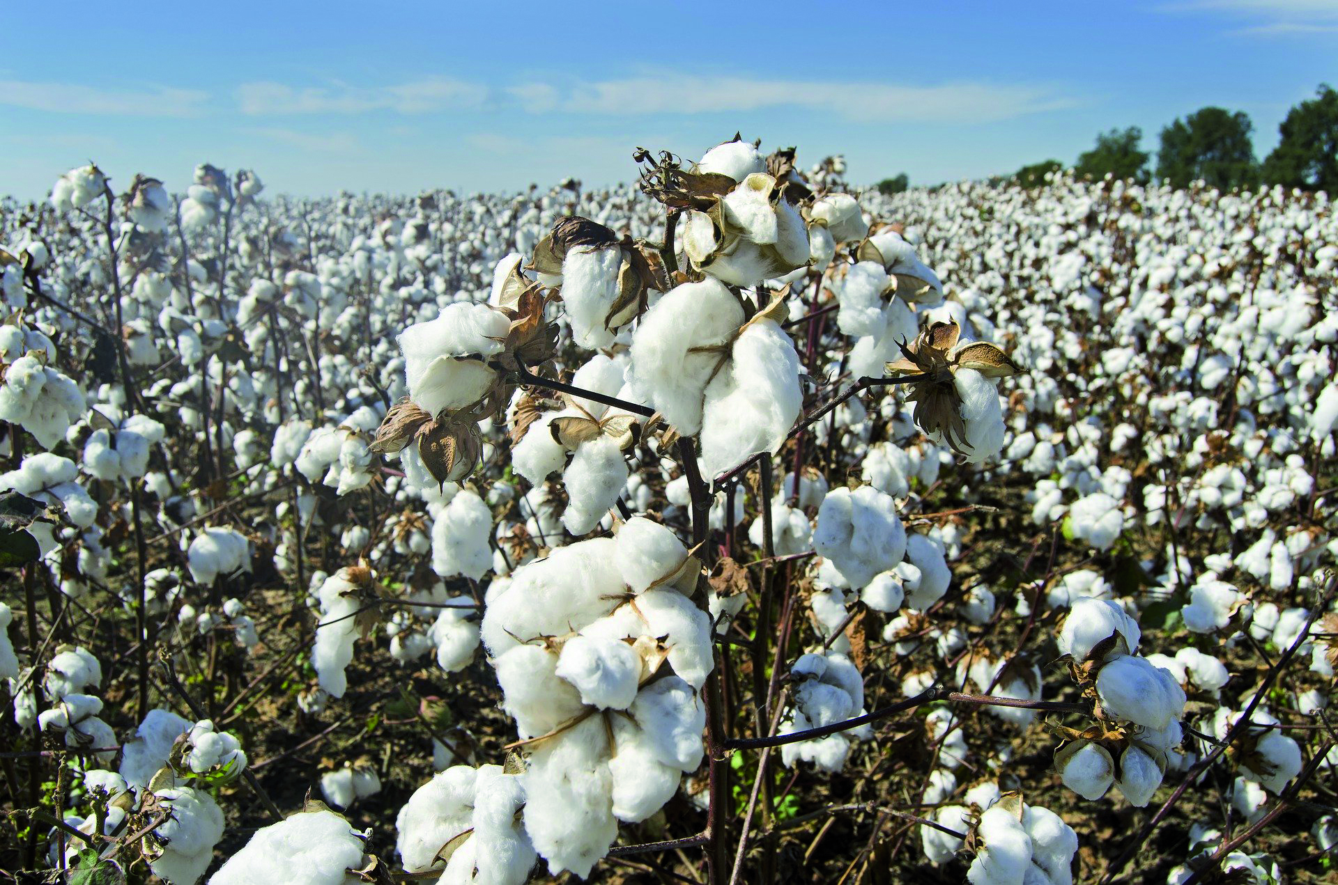 „Der Müll steht Dir gut“