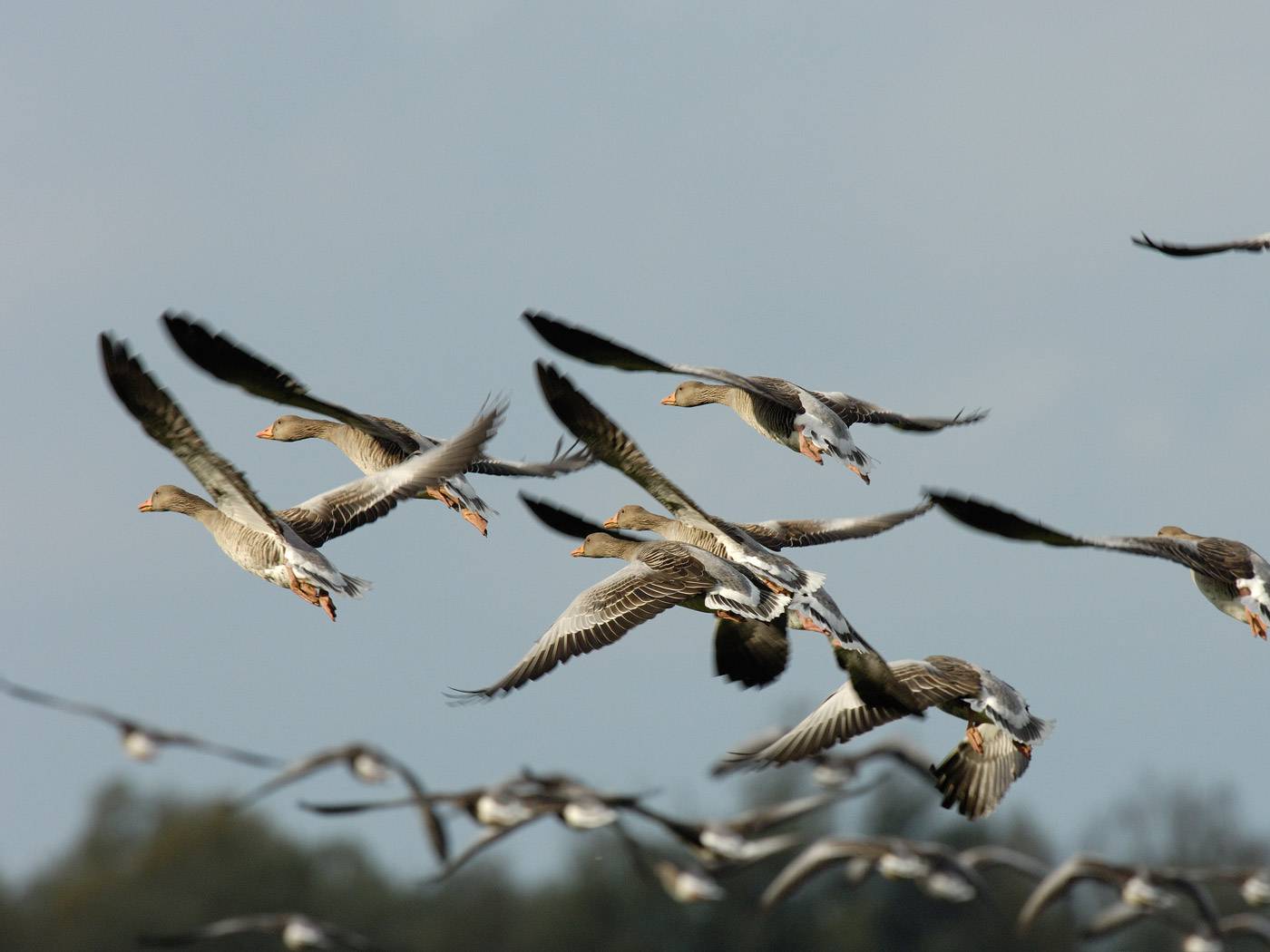NABU und BUND laden zu den 47. Naturschutztagen nach Radolfzell