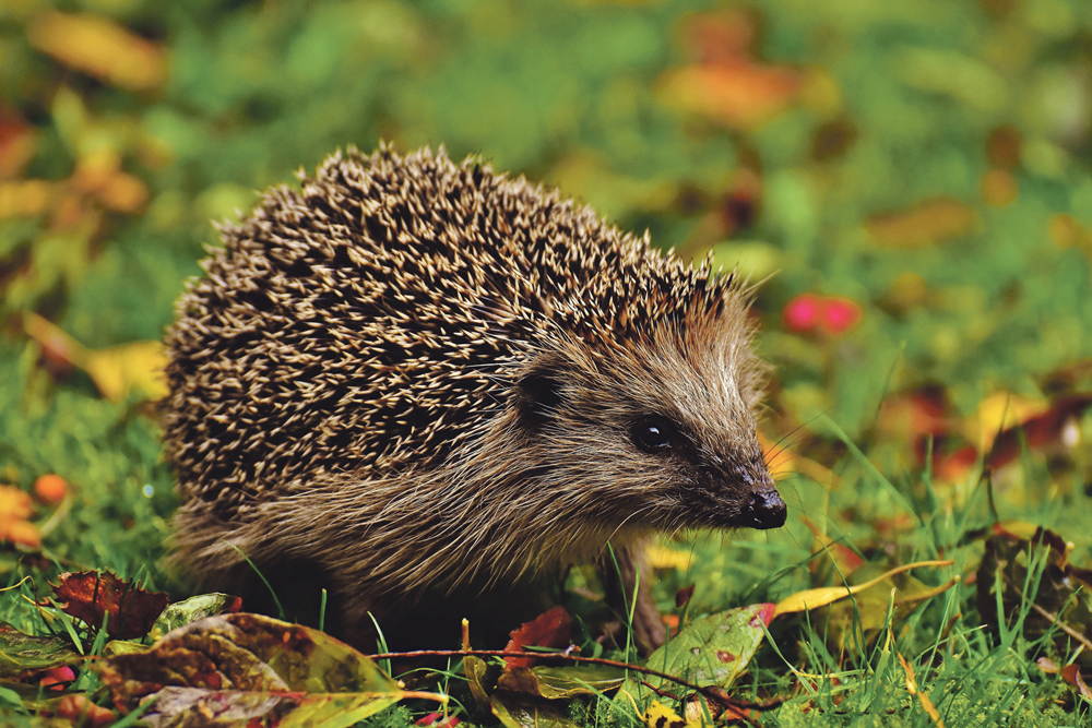 Unsere stacheligen Freunde vom Aussterben bedroht: Mit einfachen Maßnahmen das Überleben der Igel sichern
