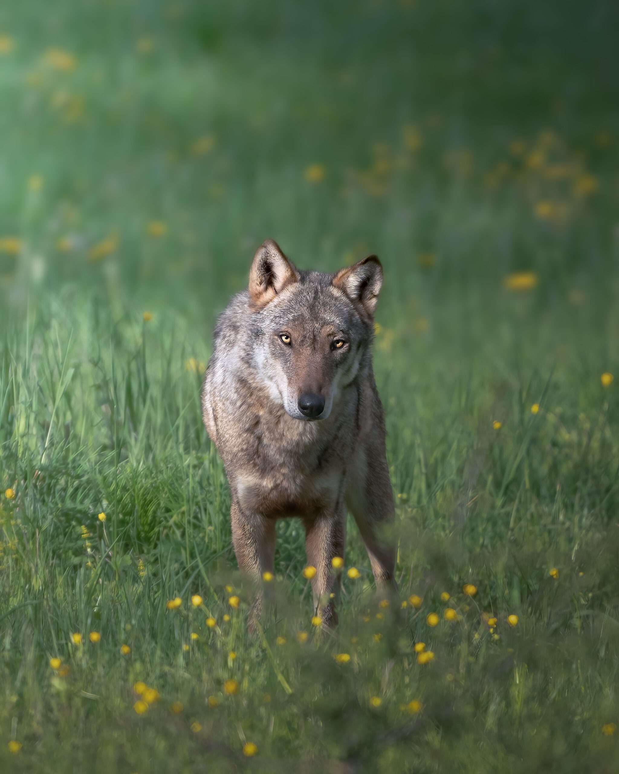 Denzlinger Wildtierforum 2023: Mensch und Natur – Unvereinbare Gegensätze?