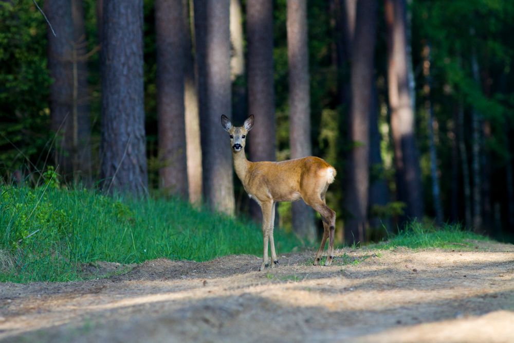Wie verhalten sich Wildtiere bei einer Sonnenfinsternis?